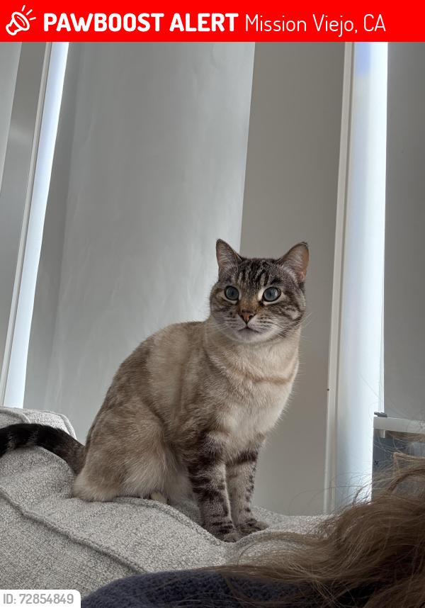 Lost Female Cat last seen Agean Hills, Daphne, Mission Viejo, CA 92691