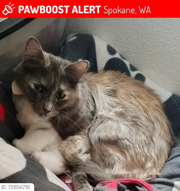 Lost Female Cat last seen Mister Carwash, Spokane, WA 99202