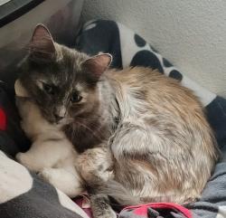 Lost Female Cat last seen Mister Carwash , Spokane, WA 99202