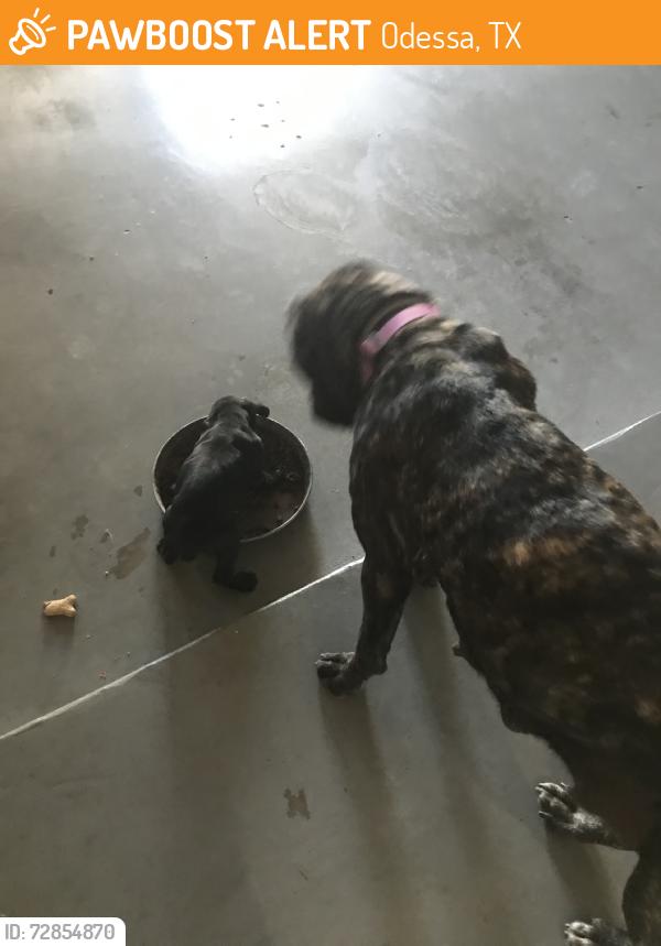 Found/Stray Female Dog last seen Cascade oval, and Dumar, Odessa, TX 79762