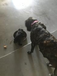 Found/Stray Female Dog last seen Cascade oval, and Dumar, Odessa, TX 79762