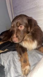 Lost Female Dog last seen Rolling meadows lane land O Lakes Florida, Pasco County, FL 34639