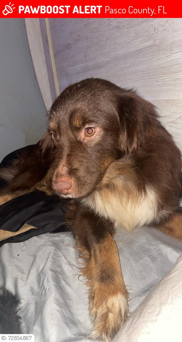 Lost Female Dog last seen Rolling meadows lane land O Lakes Florida, Pasco County, FL 34639