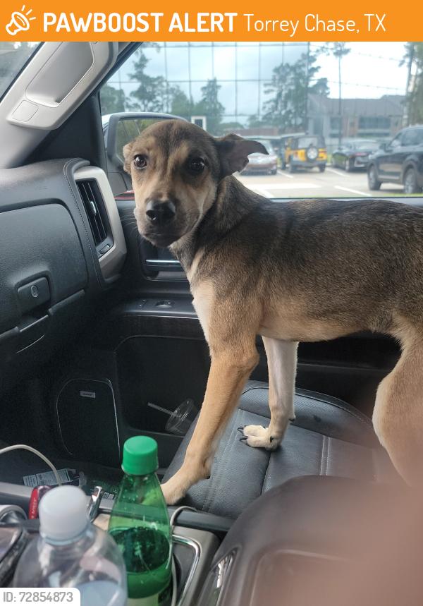 Found/Stray Unknown Dog last seen Torrey Chase Blvd, Torrey Chase, TX 77068