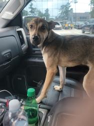 Found/Stray Unknown Dog last seen Torrey Chase Blvd, Torrey Chase, TX 77068