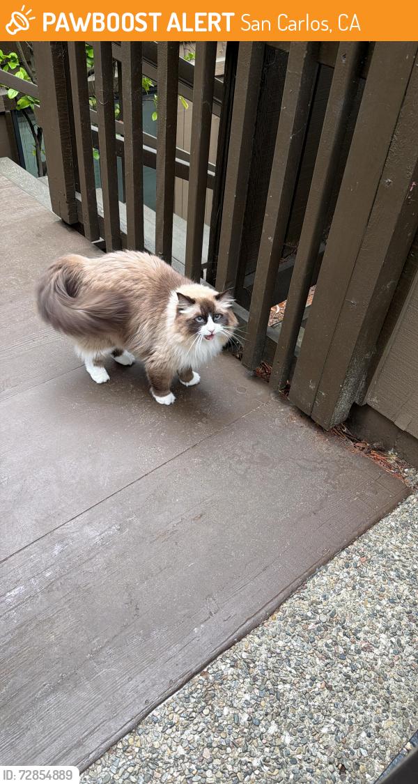 Found/Stray Unknown Cat last seen La Mesa and Crestview , San Carlos, CA 94070