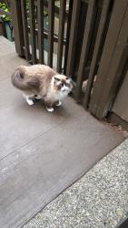 Found/Stray Unknown Cat last seen La Mesa and Crestview , San Carlos, CA 94070