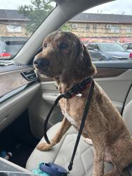 Lost Male Dog last seen Paddock Bend Dr and FM 529, Houston, TX 77433