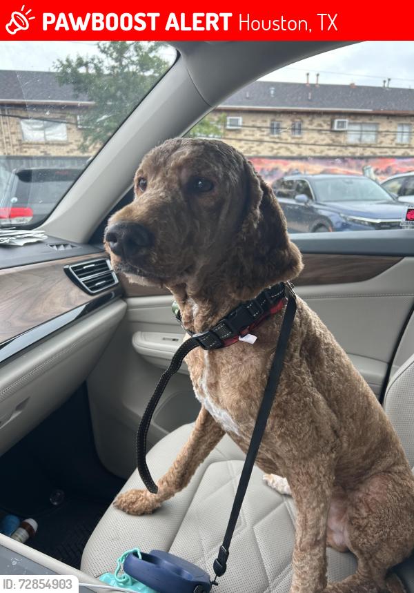 Lost Male Dog last seen Paddock Bend Dr and FM 529, Houston, TX 77433