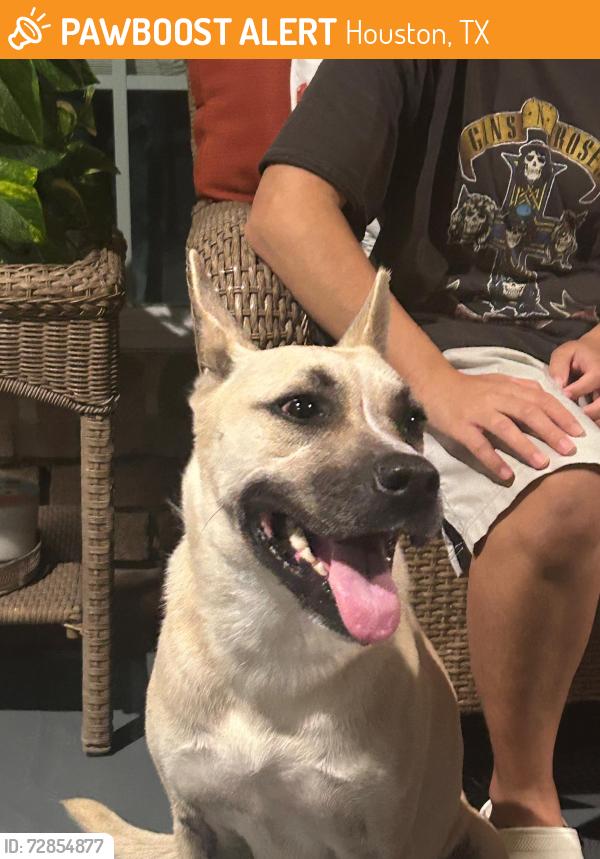 Found/Stray Female Dog last seen Walmart bear creek, Houston, TX 77084