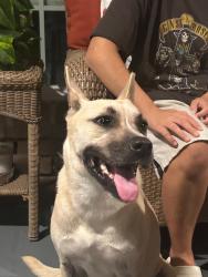 Found/Stray Female Dog last seen Walmart bear creek, Houston, TX 77084