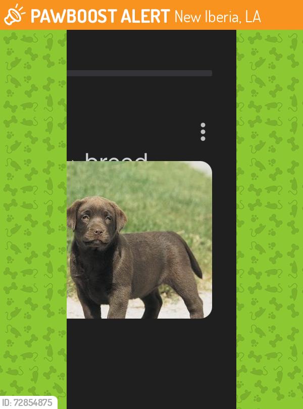 Found/Stray Unknown Dog last seen Near Lowe’s New Iberua by small bridge area, New Iberia, LA 70560
