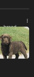 Found/Stray Unknown Dog last seen Near Lowe’s New Iberua by small bridge area, New Iberia, LA 70560