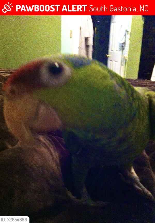 Lost Female Bird last seen Stagecoach station , South Gastonia, NC 28052