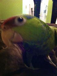 Lost Female Bird last seen Stagecoach station , South Gastonia, NC 28052