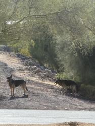 Found/Stray Unknown Dog last seen 14th Street and Circle Mountain , New River, AZ 85087