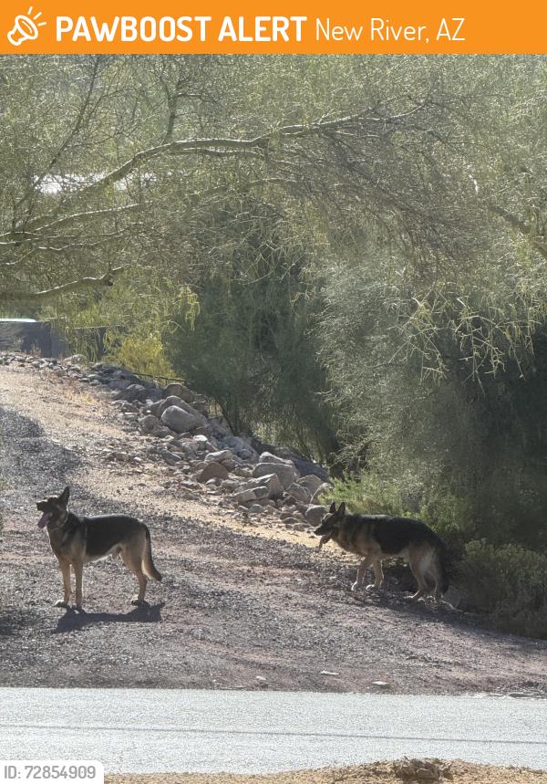 Found/Stray Unknown Dog last seen 14th Street and Circle Mountain , New River, AZ 85087