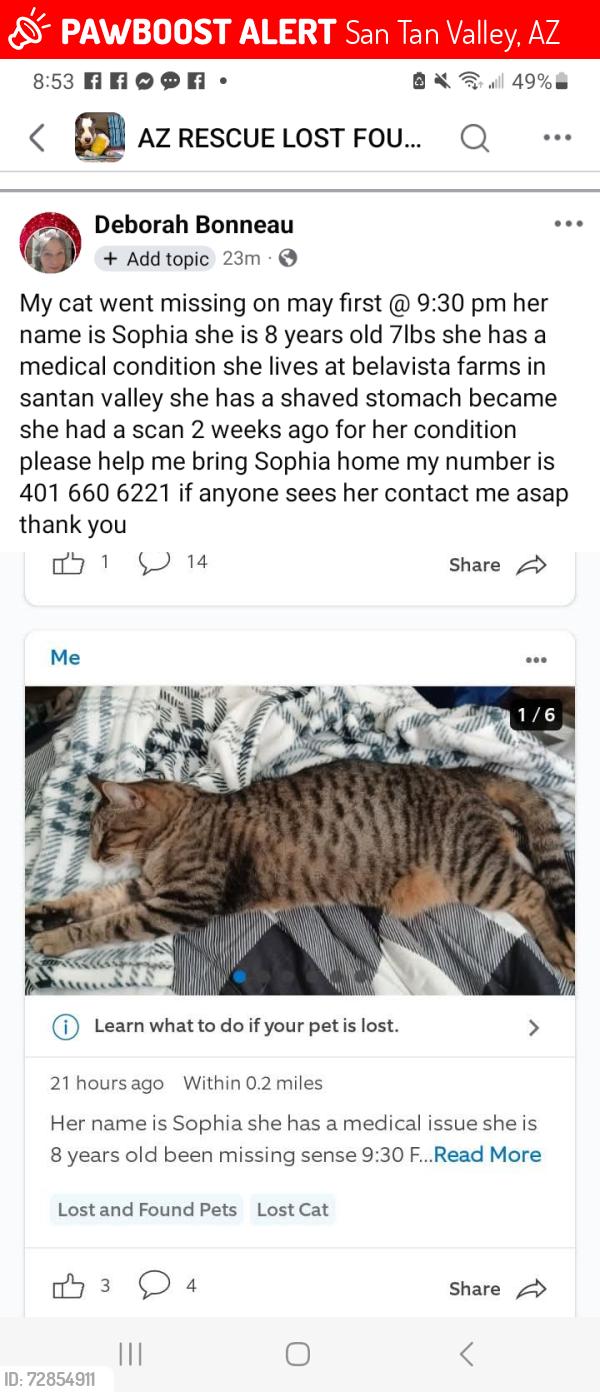 Lost Male Cat last seen Belvista farms, San Tan Valley, AZ 85140