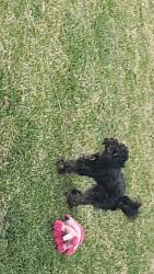 Lost Male Dog last seen Bermuda, St. Louis, MO 63121
