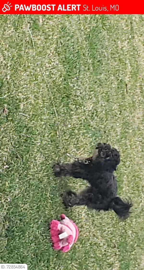Lost Male Dog last seen Bermuda, St. Louis, MO 63121