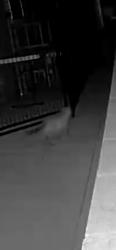 Found/Stray Unknown Cat last seen S. Rancho Santa Fe Road, & W San Marcos boulevard., San Marcos, CA 92078