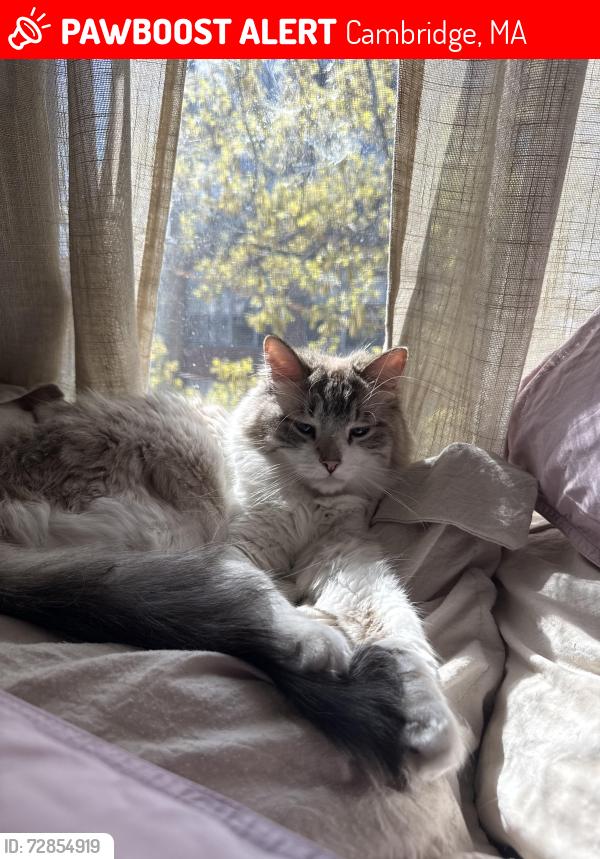 Lost Female Cat last seen Broadway St, Cambridge, MA 02139