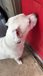 Found/Stray Male Dog last seen Woodland Park Blvd, Arlington, TX 76013
