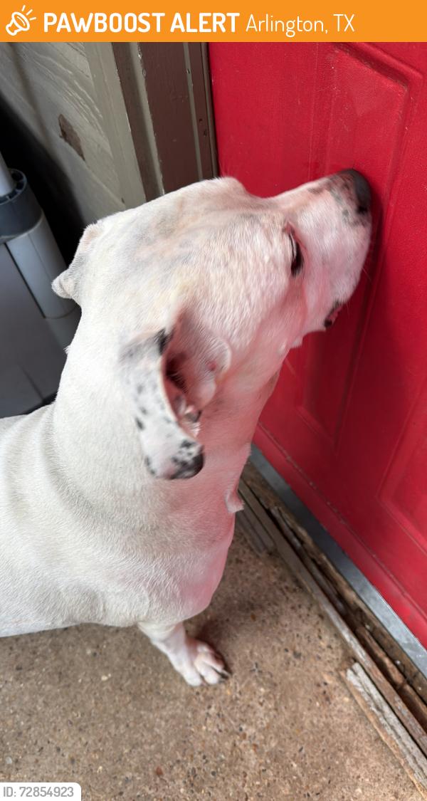 Found/Stray Male Dog last seen Woodland Park Blvd, Arlington, TX 76013