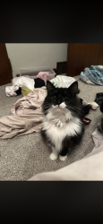Lost Female Cat last seen Behind the bridges lofts in Bettendorf , Bettendorf, IA 52722