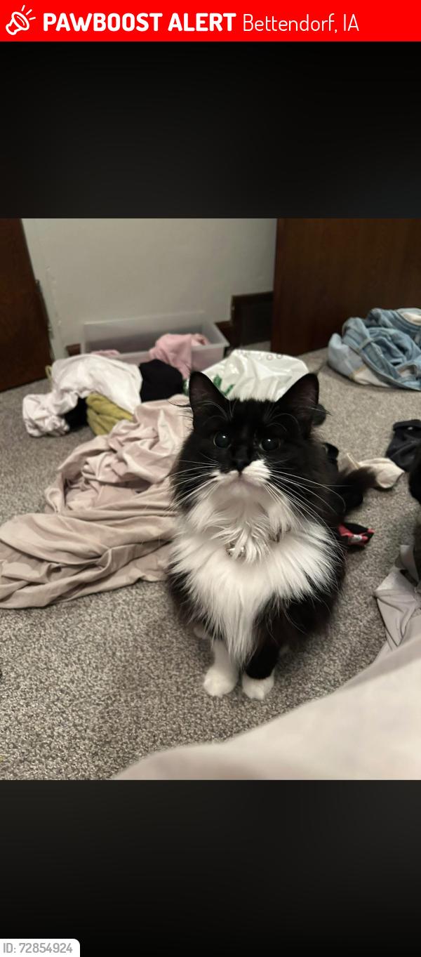 Lost Female Cat last seen Behind the bridges lofts in Bettendorf , Bettendorf, IA 52722