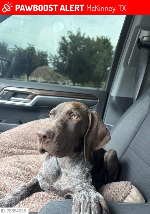 Lost Male Dog last seen Near brass town dr, McKinney, TX 75070