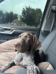 Lost Male Dog last seen Near brass town dr, McKinney, TX 75070