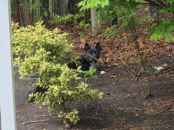 Found/Stray Unknown Dog last seen Near driveway entrance to Pebble Creek s from Constitution drive., Durham, NC 27705