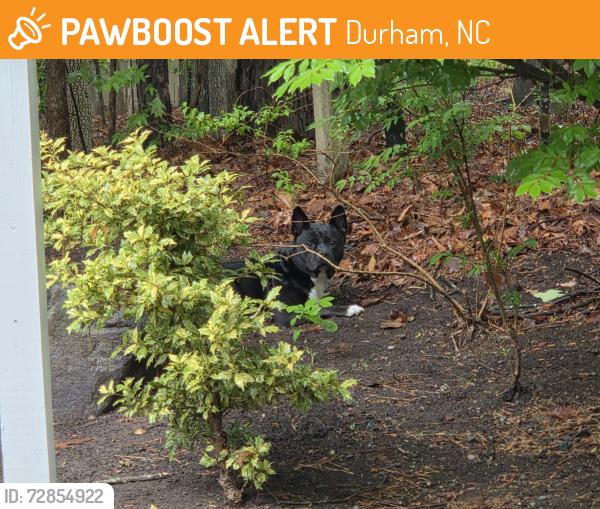 Found/Stray Unknown Dog last seen Near driveway entrance to Pebble Creek s from Constitution drive., Durham, NC 27705