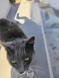 Found/Stray Male Cat last seen New Transit Center, Hanford, CA 93230