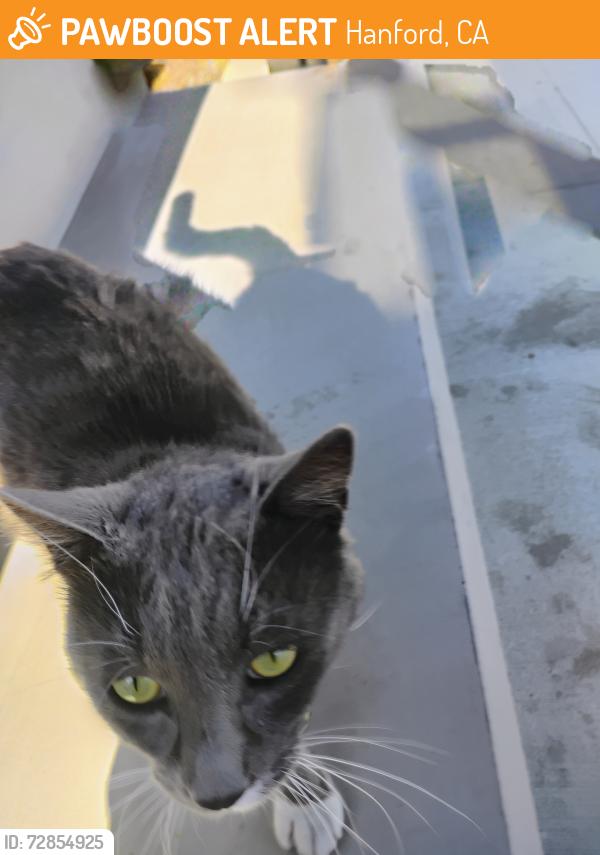 Found/Stray Male Cat last seen New Transit Center, Hanford, CA 93230