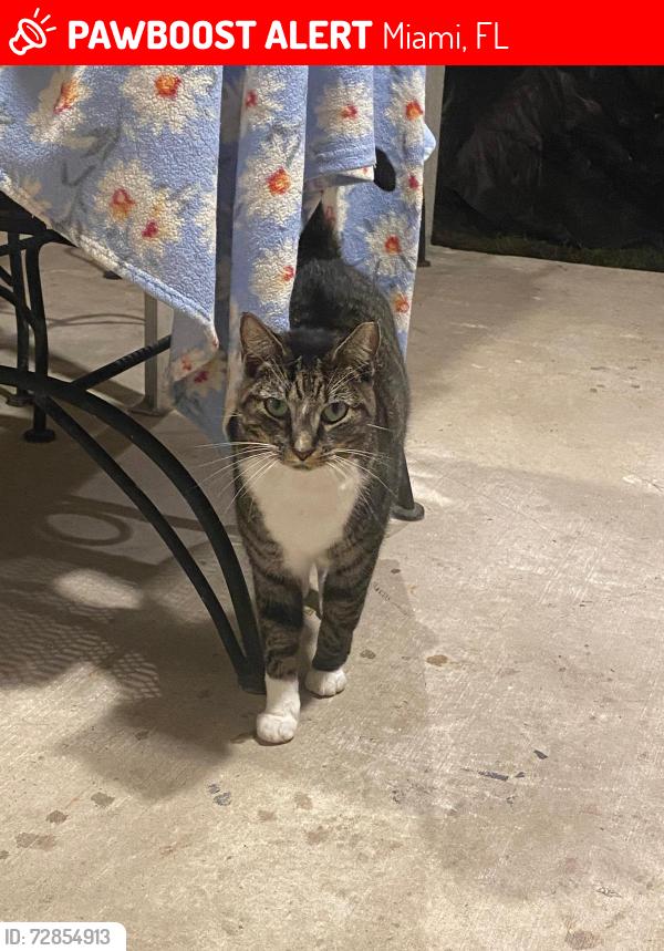 Lost Female Cat last seen 148th place & 140th street, Miami, FL 33196