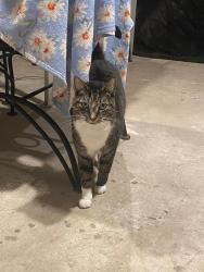 Lost Female Cat last seen 148th place & 140th street, Miami, FL 33196