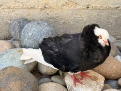Found/Stray Unknown Bird last seen Cypress street, Antioch, CA 94509