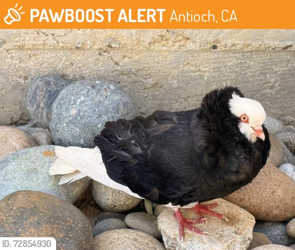 Found/Stray Unknown Bird last seen Cypress street, Antioch, CA 94509