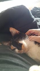 Lost Female Cat last seen Fairways ests Park, Edmond, OK 73034