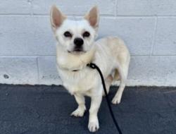 Shelter Stray Male Dog last seen , Los Angeles, CA 90025