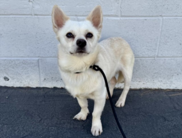 Shelter Stray Male Dog last seen , Los Angeles, CA 90025