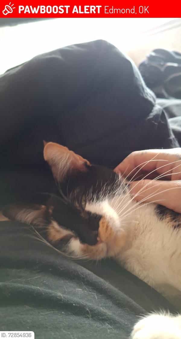 Lost Female Cat last seen Fairways ests Park, Edmond, OK 73034