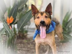 Shelter Stray Male Dog last seen , San Pedro, CA 90731
