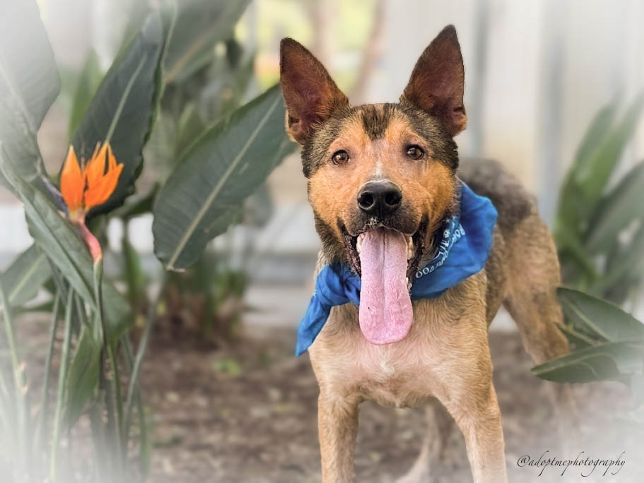 Shelter Stray Male Dog last seen , San Pedro, CA 90731