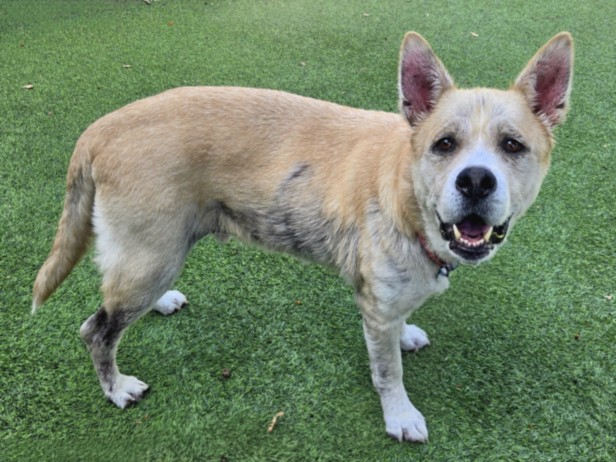 Shelter Stray Male Dog last seen , Los Angeles, CA 91405