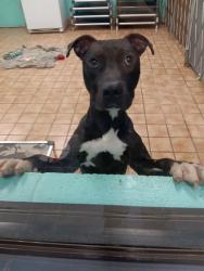 Shelter Stray Male Dog last seen Near , Indianapolis, IN 46221