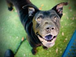 Shelter Stray Male Dog last seen , Orlando, FL 32839