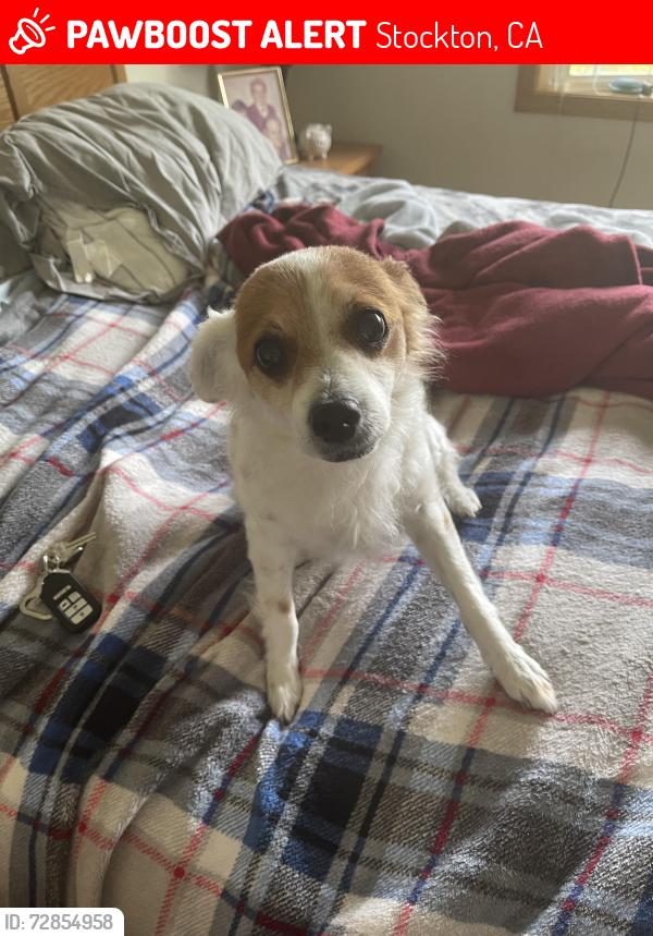 Lost Male Dog last seen Bonniebrook , Stockton, CA 95207